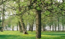 Hagekant som gir struktur, orden og mindre vedlikehold