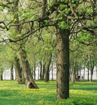 Hagekant som gir struktur, orden og mindre vedlikehold