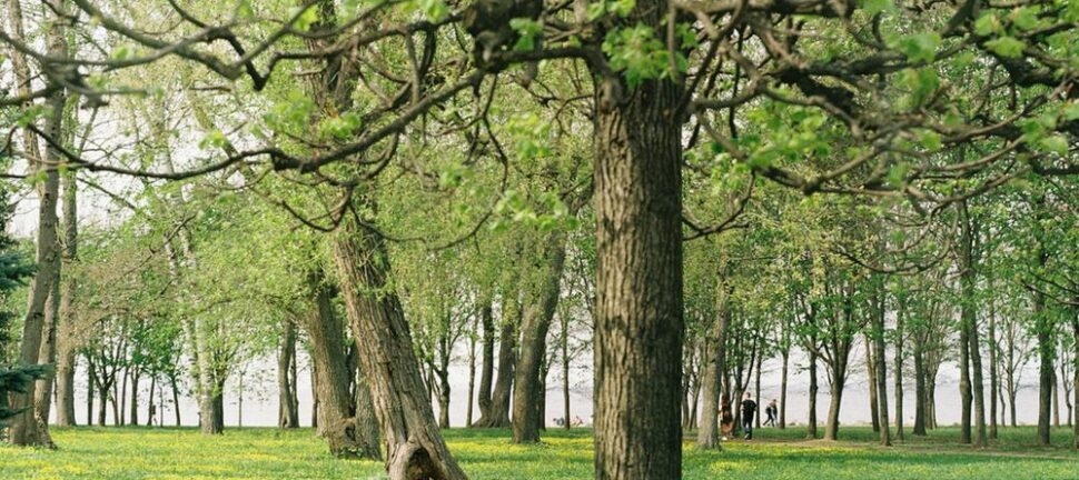 Hagekant som gir struktur, orden og mindre vedlikehold