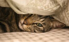 Kattepensjonat  trygg omsorg når du er bortreist