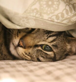 Kattepensjonat  trygg omsorg når du er bortreist