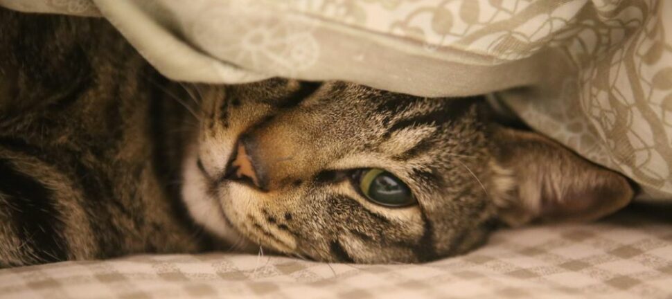 Kattepensjonat  trygg omsorg når du er bortreist